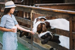 Ilustrasi susu kambing bagi gen milenial dan gen z