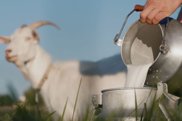 (Ilustrasi susu kambing, Sumber: Canva)