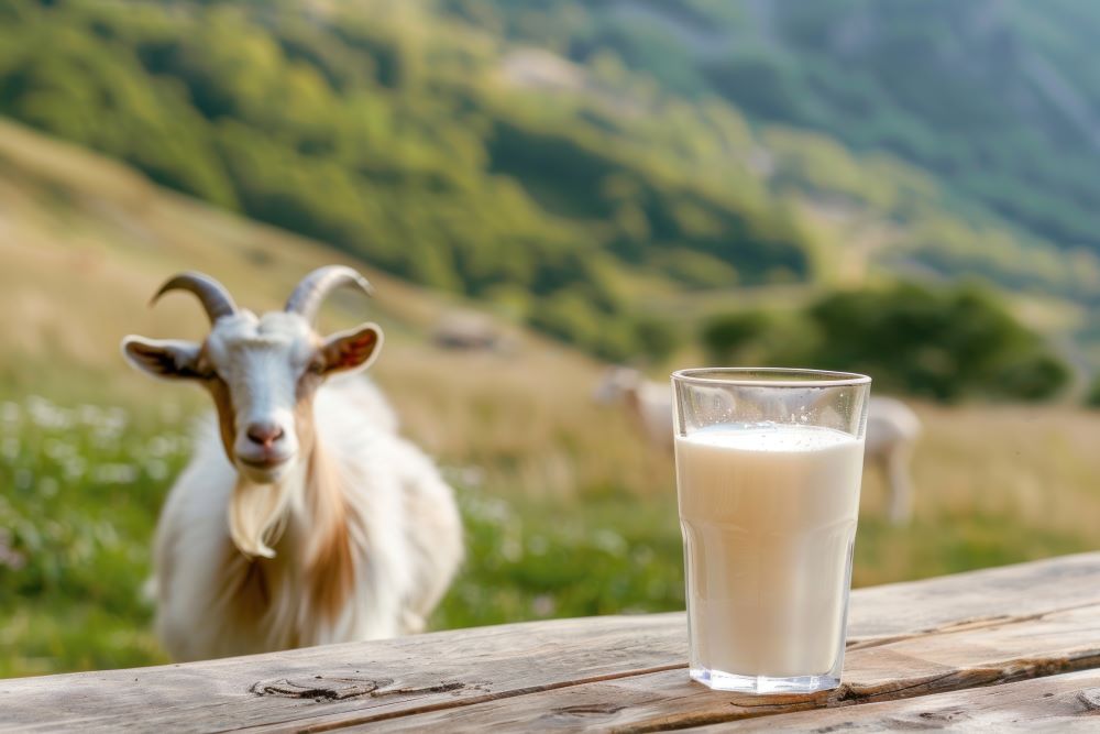Susu Kambing